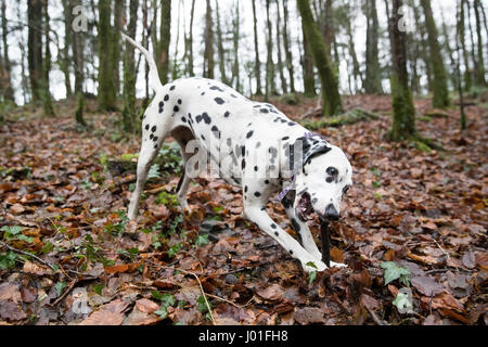 Dalmatiner Spaß das Spiel mit einem Lager im Wald, ein Halsband Stockfoto