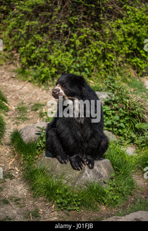 Europäische Black Bear Cub zum Entspannen in der Sonne in einem zoo Stockfoto