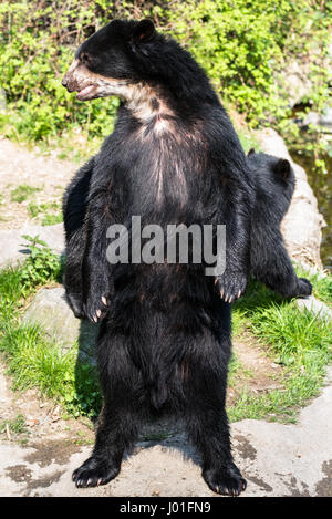 Europäische schwarze Bär auf den Hinterbeinen stehend Stockfoto