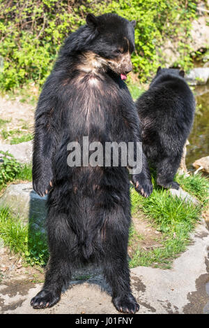 Europäische schwarze Bär auf den Hinterbeinen stehend Stockfoto