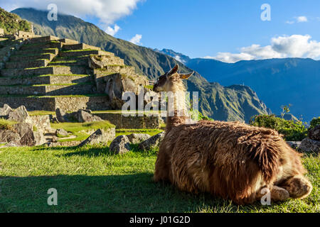 Lama auf dem Rasen sitzen und mit Blick auf Terrasse von Machu Picchu Stockfoto