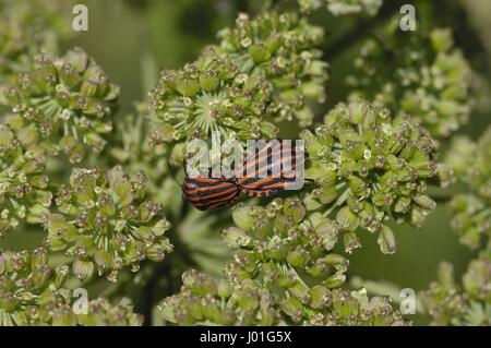 Bug Shield - Stink Bug - italienische Striped-Bug - Minstrel Bug (Graphosoma unsere - Graphosoma Lineatum) auf einer Blume der Wilden Möhre Provence - Frankreich Stockfoto