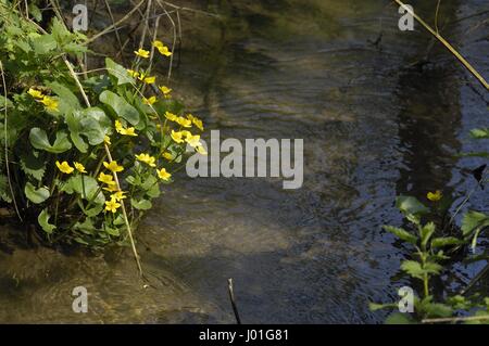 Gelbe Marsh Marigold - Sumpfdotterblumen (Caltha Palustris) Blume der Butterblume Familie blühen im Frühjahr auf der Wasser-Rand Stockfoto