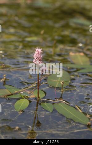 Wasser-Smartweed - Longroot-Knöterich (Polygonum Amphibium) in einem Teich im Sommer blüht Stockfoto