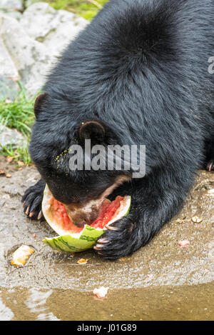 Black Bear Cub Essen Wassermelonen und Nüssen Stockfoto