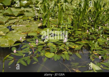 Wasser-Smartweed - Longroot-Knöterich (Polygonum Amphibium) in einem Teich im Sommer blüht Stockfoto