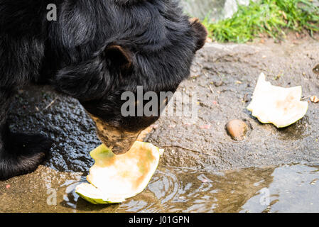 Europäische Black Bear Cub zum Entspannen in der Sonne in einem zoo Stockfoto