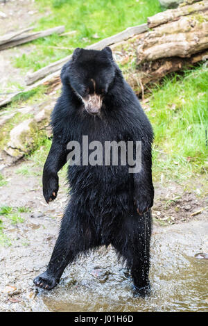 Europäische schwarze Bär auf den Hinterbeinen stehend Stockfoto