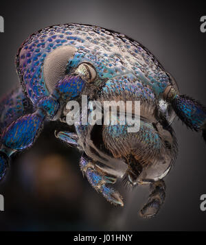 Extreme Vergrößerung - blau metallic Bug, Meloe proscarabaeus Stockfoto