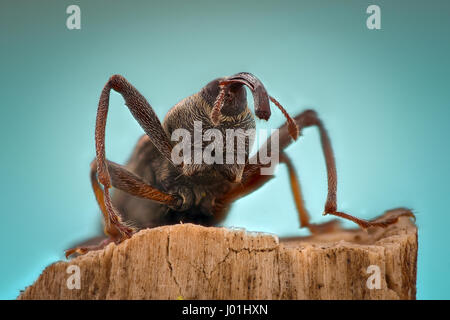 Extreme Vergrößerung - Käfer auf einem Stick, Seitenansicht Stockfoto