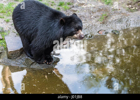 Europäische Black Bear Cub zum Entspannen in der Sonne in einem zoo Stockfoto