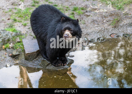 Europäische Black Bear Cub zum Entspannen in der Sonne in einem zoo Stockfoto