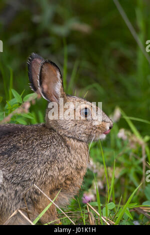 Schneeschuh-Hase (Lepus Americanus) Sommer Mantel, Denali NP, Alaska, USA Stockfoto