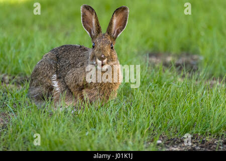 Schneeschuh Hase (Lepus Americanus) Fütterung auf Rasen, immer Sommerfell, Anchorage, Alaska, USA Stockfoto