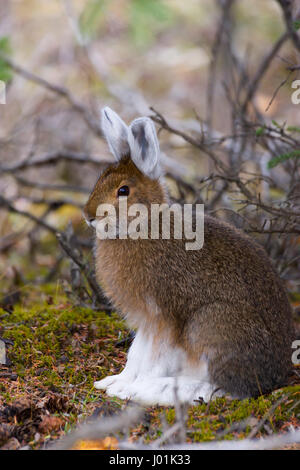 Schneeschuh-Hase (Lepus Americanus) auf moosigen Bereich sitzen, Mantel Hase langsam seine Winter, Teklanika, Denali NP, AK, USA Stockfoto