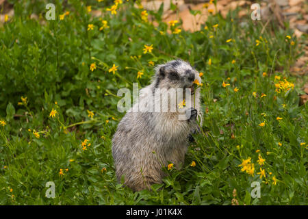 Hoary Murmeltier (Marmota Caligata) Essen eine Wildblume, Glacier NP, MT, USA Stockfoto