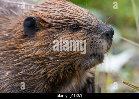 Amerikanischer Biber (Castor Canadensis) Porträt, Denali NP, AK, USA Stockfoto