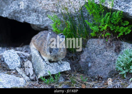 Amerikanische Pika (Ochotona Princeps) thront auf einem Felsen auf der Hut, Mt Rainier NP, WA, USA Stockfoto