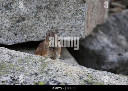 Amerikanische Pika (Ochotona Princeps) auf einem Felsen auf der Hut, Mt Rainier NP, WA, USA Stockfoto