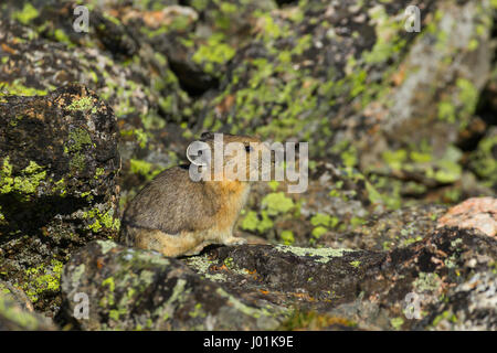 Amerikanische Pika (Ochotona Princeps) thront auf einem Felsen, Rocky Mountain NP, CO, USA Stockfoto