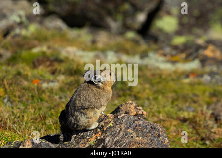 Amerikanische Pika (Ochotona Princeps) thront auf einem Felsen, Rocky Mountain NP, CO, USA Stockfoto