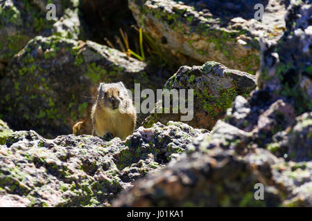 Amerikanische Pika (Ochotona Princeps) thront auf einem Felsen, Rocky Mountain NP, CO, USA Stockfoto