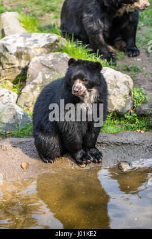 Europäische Black Bear Cub zum Entspannen in der Sonne in einem zoo Stockfoto