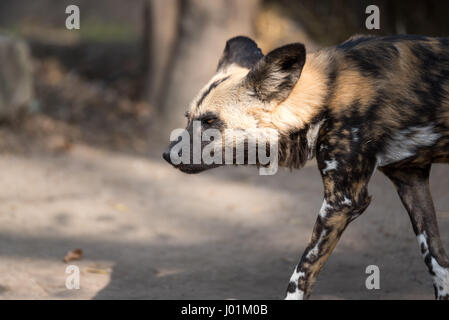 Afrikanischer Wildhund, scannen ihre surroudnings Stockfoto