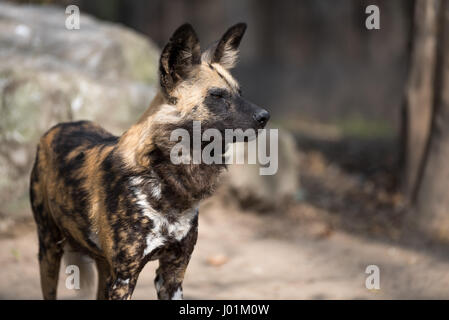 Afrikanischer Wildhund, scannen ihre surroudnings Stockfoto