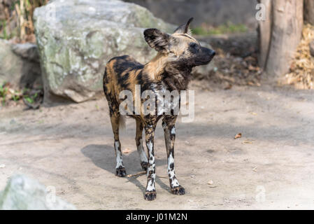 Afrikanischer Wildhund, scannen ihre surroudnings Stockfoto