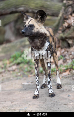 Afrikanischer Wildhund, scannen ihre surroudnings Stockfoto
