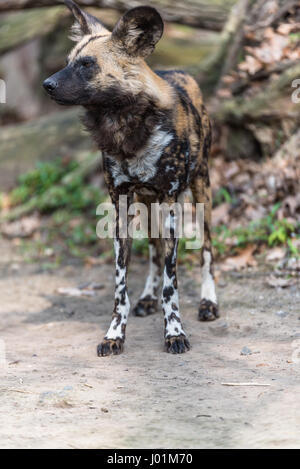 Afrikanischer Wildhund, scannen ihre surroudnings Stockfoto