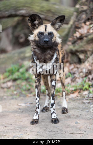 Afrikanischer Wildhund, scannen ihre surroudnings Stockfoto