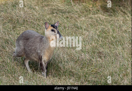 Einer alternden Doe Reeves Muntjak Hirsch zwischen den Dünen in Norfolk. Stockfoto