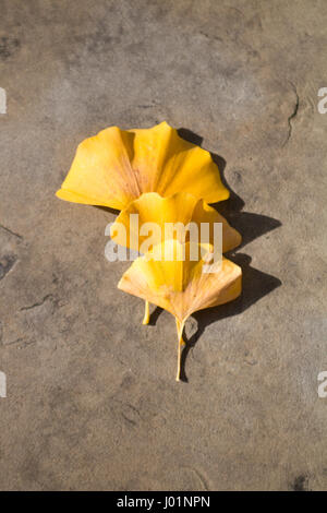 Ginkgo-Blätter auf dem Boden angeordnet Stockfoto