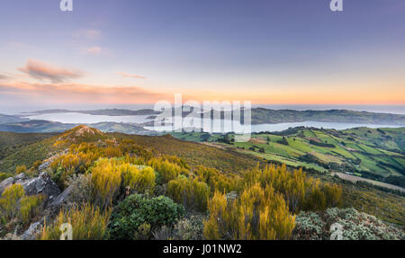 Blick vom Mount Cargill Dunedin mit Otago Hafen und Otago Halbinsel, Sonnenuntergang, Dunedin, Otago und Southland, Neuseeland Stockfoto