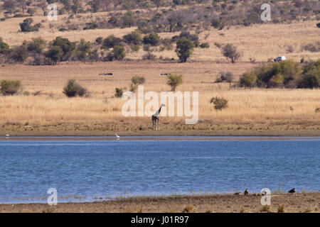 Giraffe in der Nähe von Pilanesberg National Park, Südafrika. Safari und Tierwelt. Kap-Giraffe oder South African giraffe Stockfoto