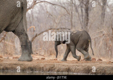 Afrikanische Elefantenbaby nach seiner Mutter Stockfoto