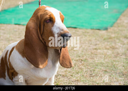 Ein Beagle mit langen Ohren schauen traurig. Stockfoto