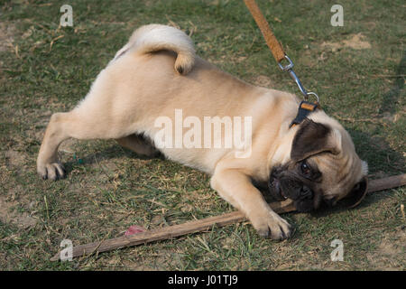 Niedliche kleine Mops mit Stock in den Boden zu spielen. Stockfoto