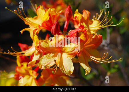 Leuchtend Orange Rhododendron blüht Stockfoto