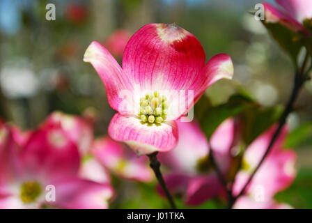 Rosa Hartriegel Baum in voller Blüte Stockfoto