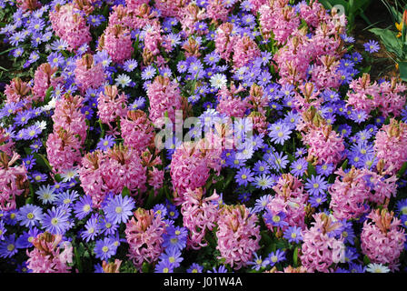 Hintergrund der 'Rosa Perle' Hyazinthe (Hyacinthus) und Anemonen Blanda "Blautöne" Blumen. Dekorative Pflanzen für den Garten. Stockfoto