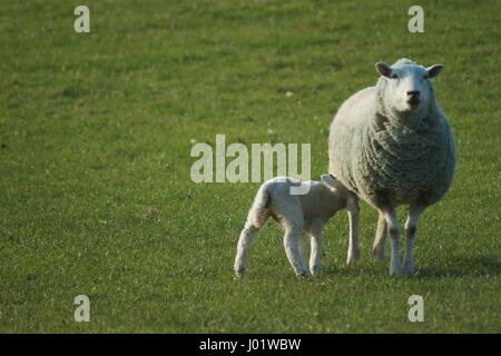 EWE, die Fütterung ein Lamm in einem Feld, Süd-Ost-England Stockfoto