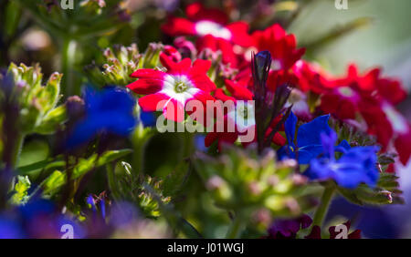 Sommerblumen-Garten in der Sonne. Stockfoto