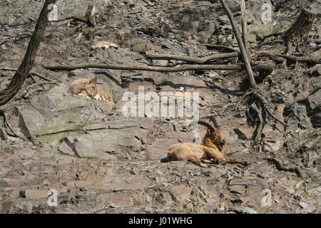 Bergziege (Oreamnos Americanus), auch bekannt als Rocky Mountain Ziegen im Prager Zoo, Tschechische Republik Stockfoto