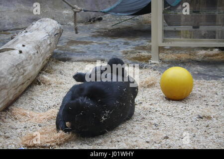 Flachlandgorilla und Baby, Zoo Prag, Tschechische Republik Stockfoto