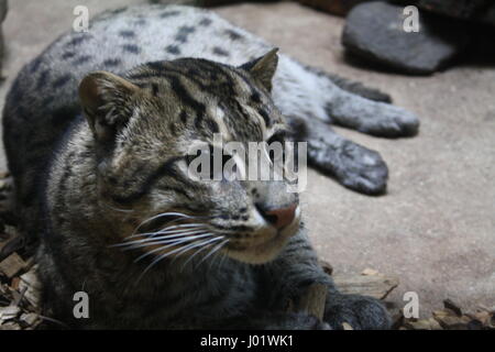 Fischen-Katze (Prionailurus Viverrinus), Prager zoo Stockfoto