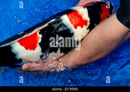 Japanische Nishikigoi Züchter mit Koi-Karpfen aus dem Wasser Stockfoto