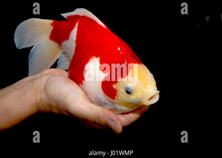 Japanische Züchter hält ein Tamasaba Goldfisch Stockfoto